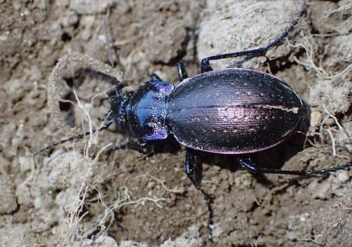 Carabus nemoralis
